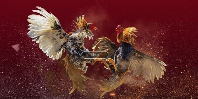 Giải trí đỉnh cao với loạt trận chọi kê kinh điển