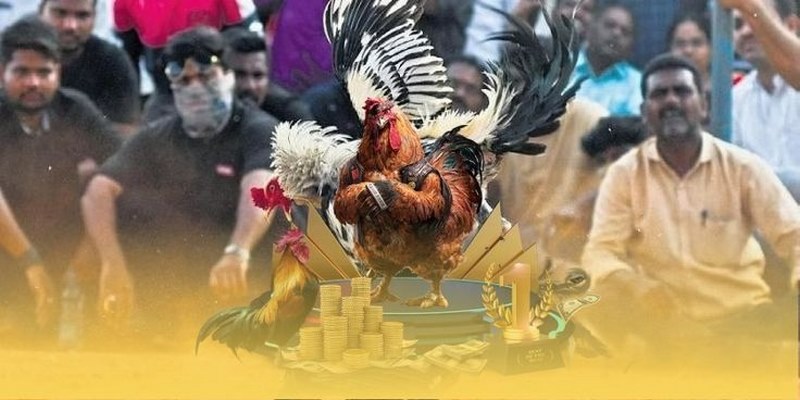 Cửa nhận định đá gà Top88 hấp dẫn nhất